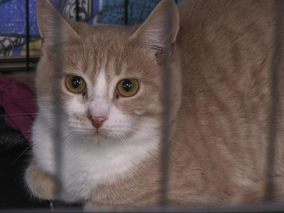    Фото: администрация г.о. Дубна