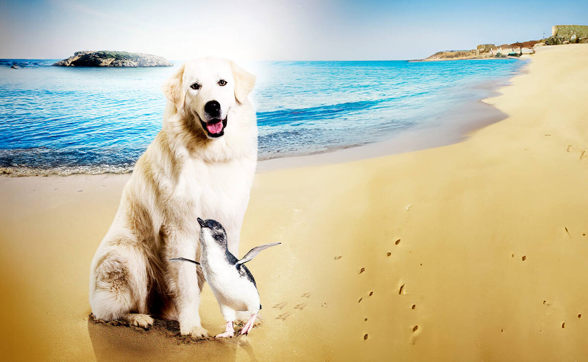 Источник изображения: https://images.iptv.rt.ru/images/cmipcirir4sqiatb43jg.jpg