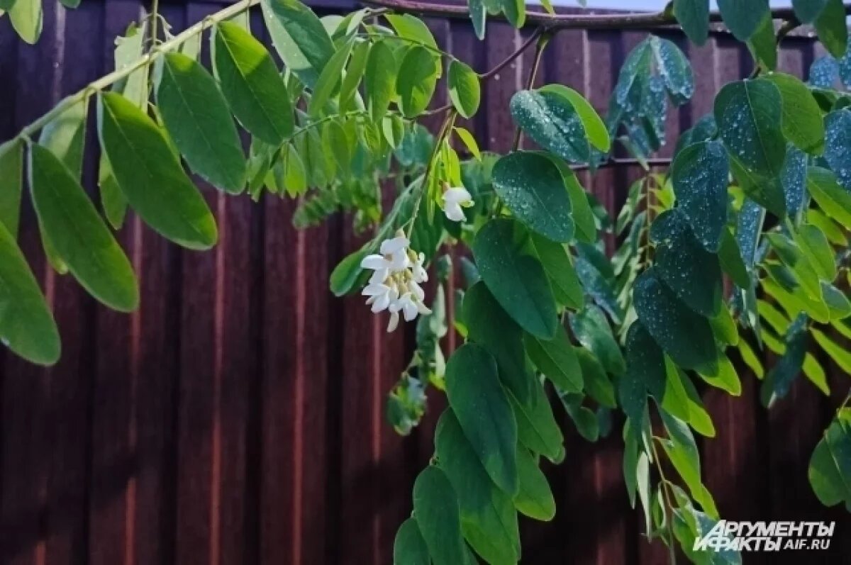    В Ростовской области зацвела акация в ноябре