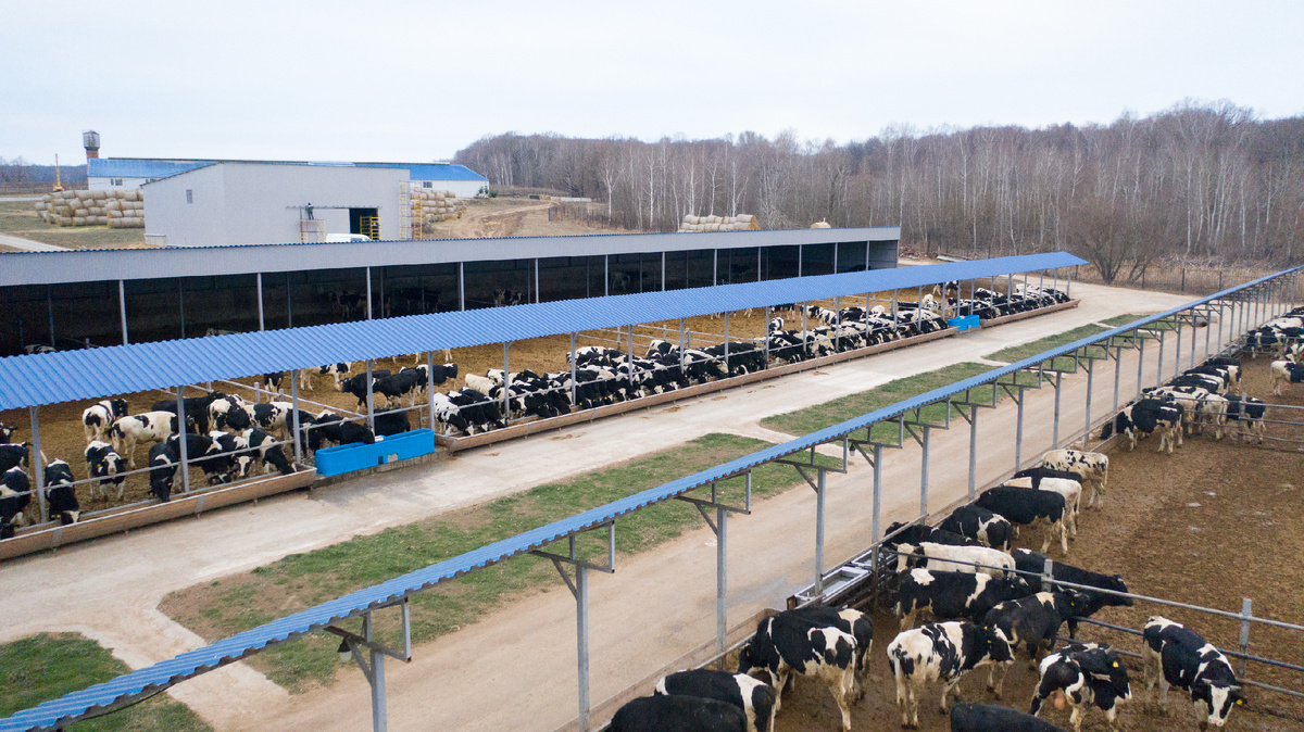 Откорм бычков в Агрохолдинге «ОСП агро»