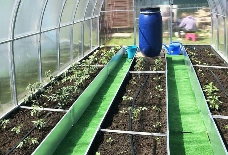 Природный термостат для теплицы: как простая бочка с водой спасает урожай