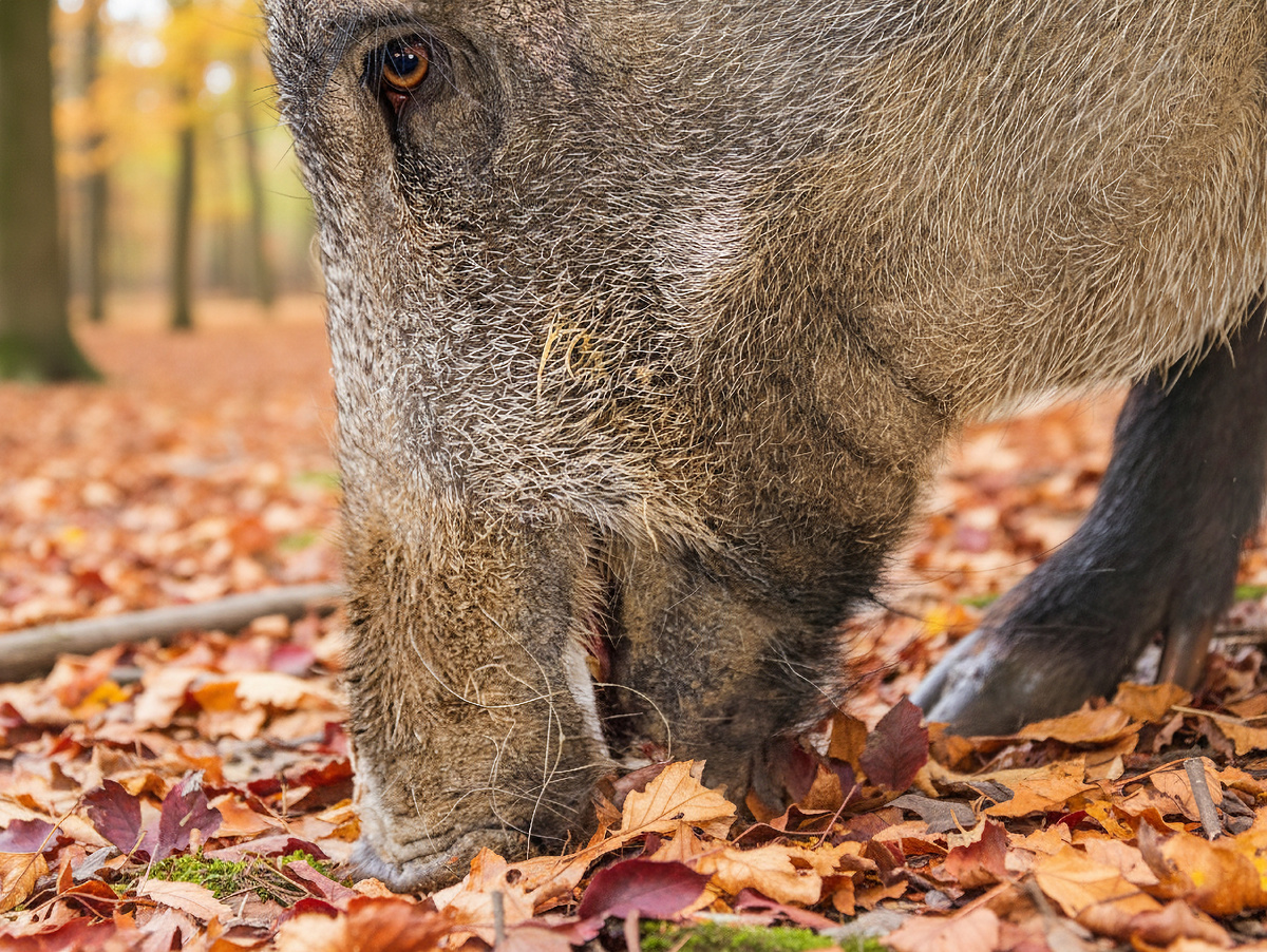 Неуёмный аппетит вепря называется гиперфагией (или сверхпотреблением) и выступает жизненно-важной инвестицией в будущее. А оно наступает сразу же по окончанию листопада. Фотография: tambako CC BY-ND 2.0