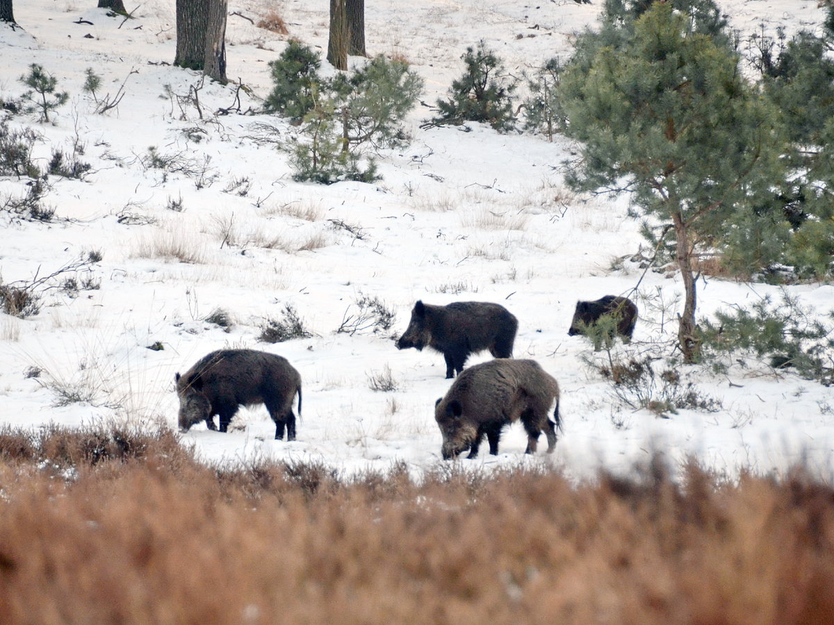 Фотография: Henk Monster, CC BY 3.0