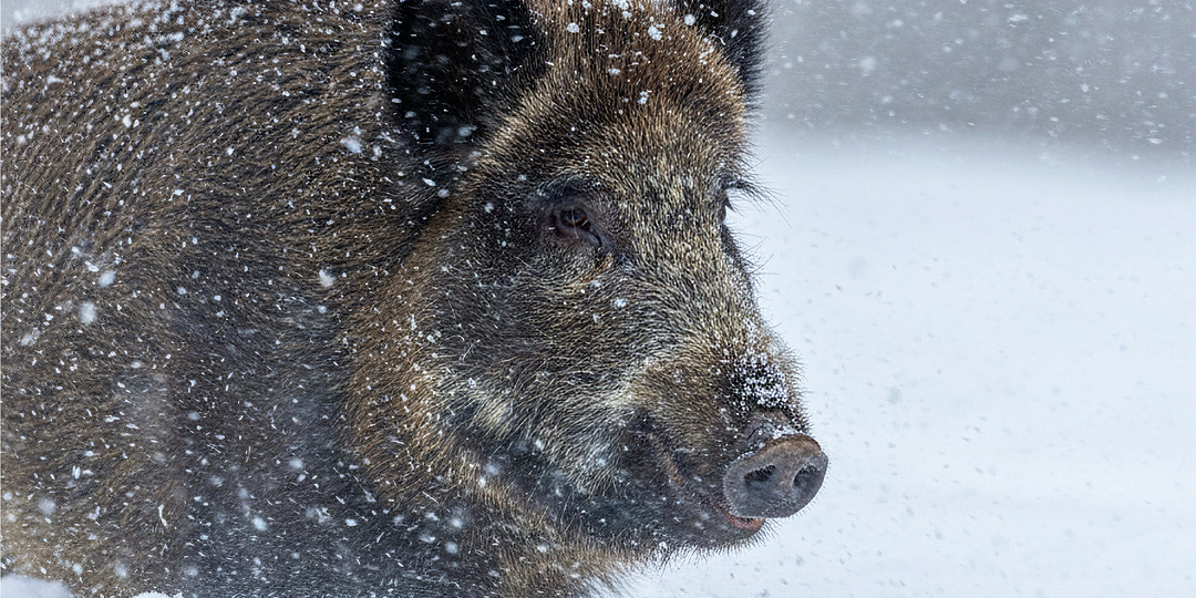 Как кабан выживает в лесу зимой: 10 фактов, которые могут удивить