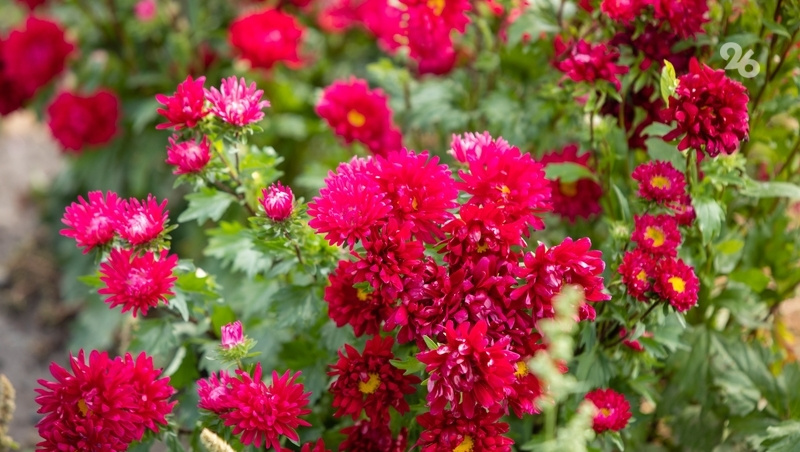      Фото: Дмитрий Ахмадуллин / / ИА «Победа26»