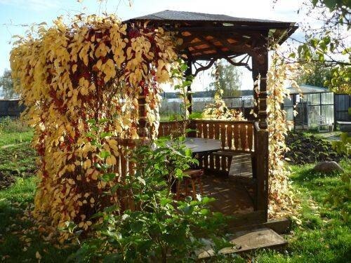 картинка из интернета