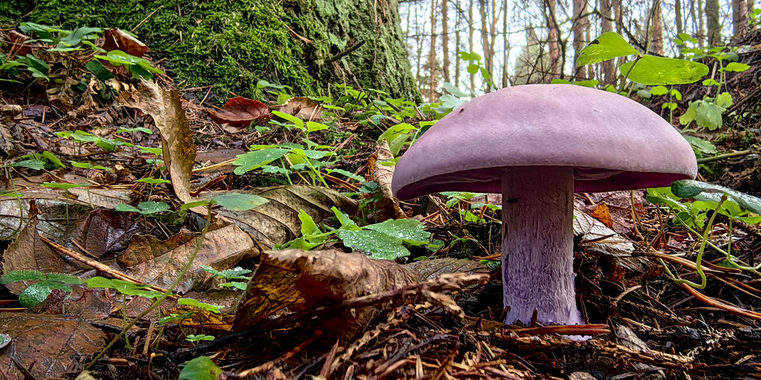 Неужели это были последние фиолетовые грибы? А я еще с лесом не попрощался.