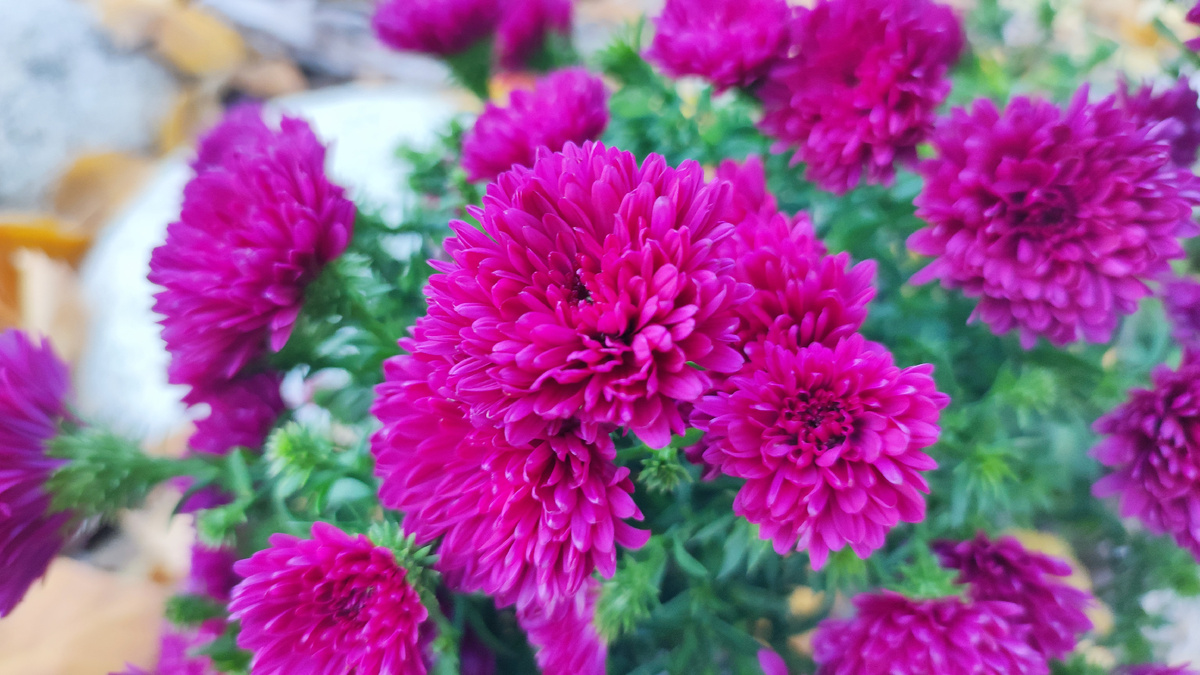 Астра новобельгийская Showmakers Magenta