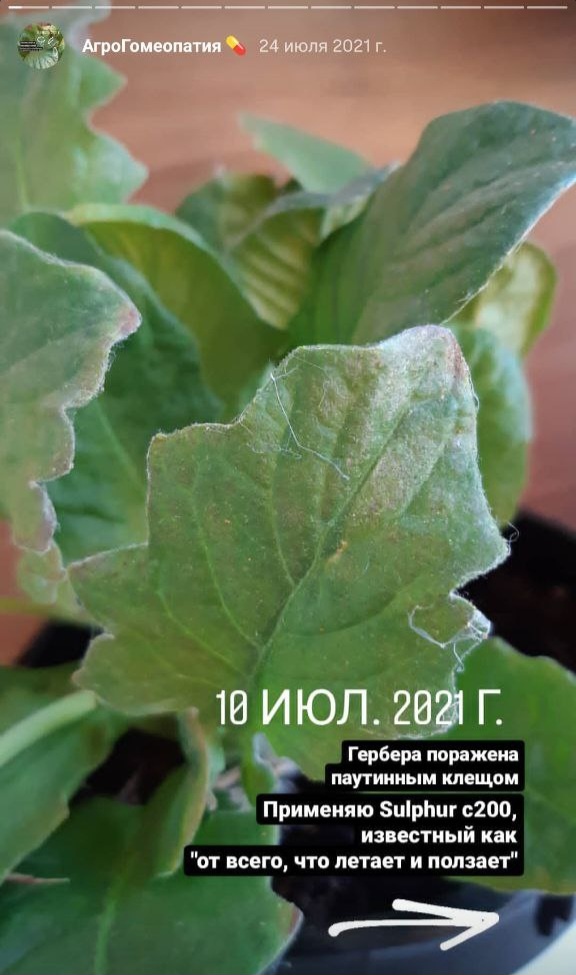 Sulphur при паутинном клеще