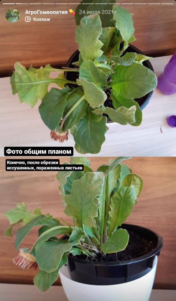 Пораженная паутинным клещом гербера