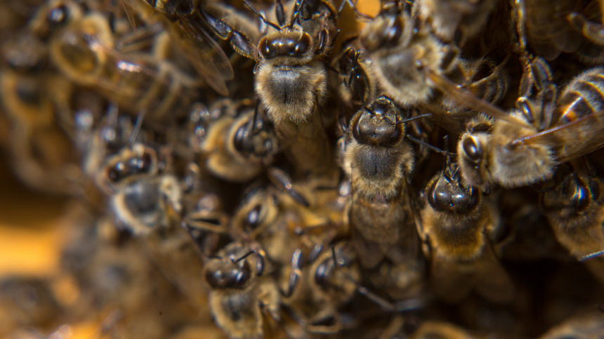    Фото: © РИА Новости/Игорь Агеенко