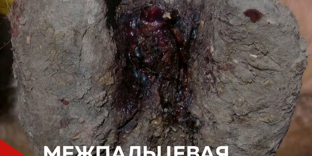 🐄 Межпальцевая гниль у КРС: тихий враг на ферме!