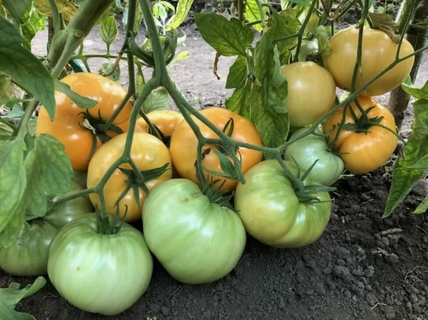 Французский гигант