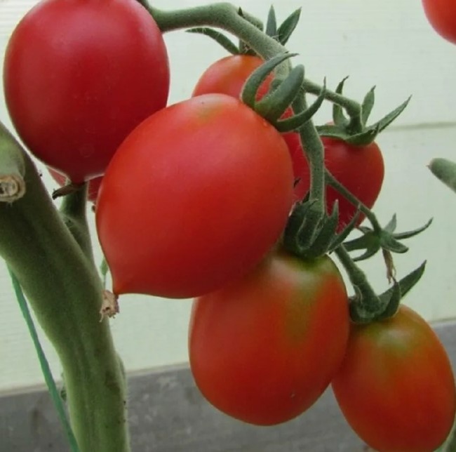 Принц Боргезе