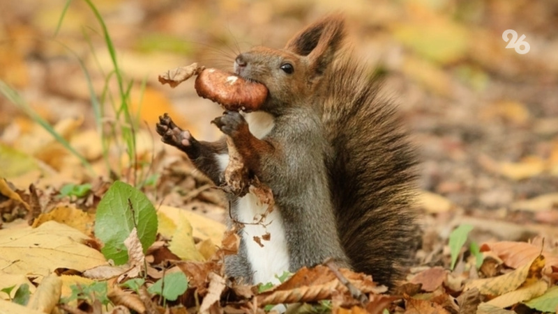      Фото: Дмитрий Ахмадуллин / / ИА «Победа26»