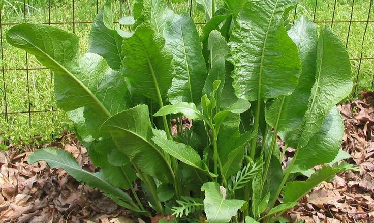 Типа так и рос, да