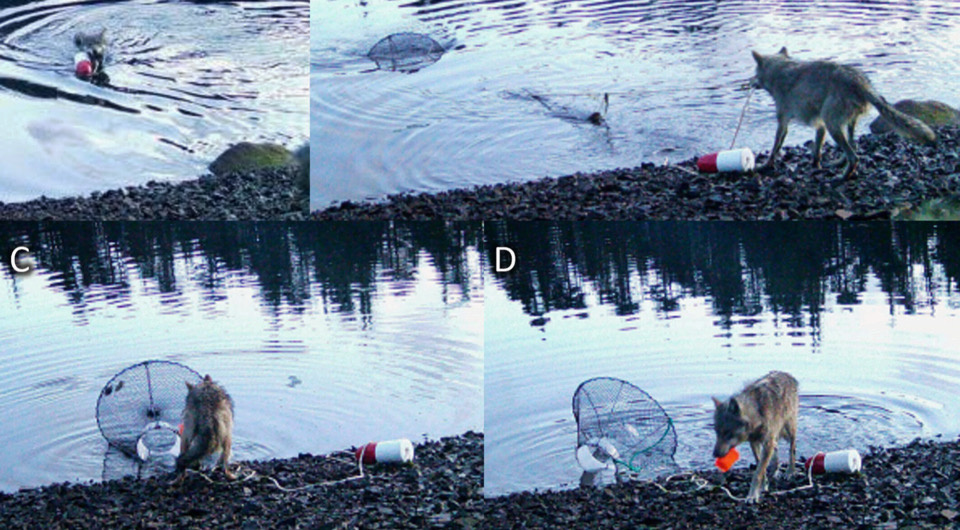   Kyle A. Artelle, Paul C. Paquet / Ecology and Evolution, 2025