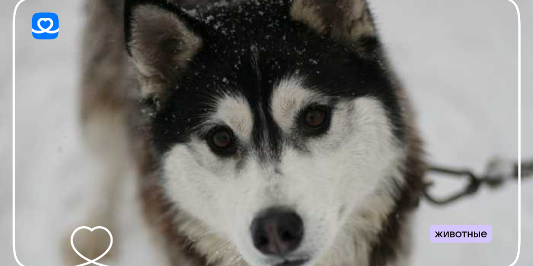 Горячая каша для Миртл и других хвостов