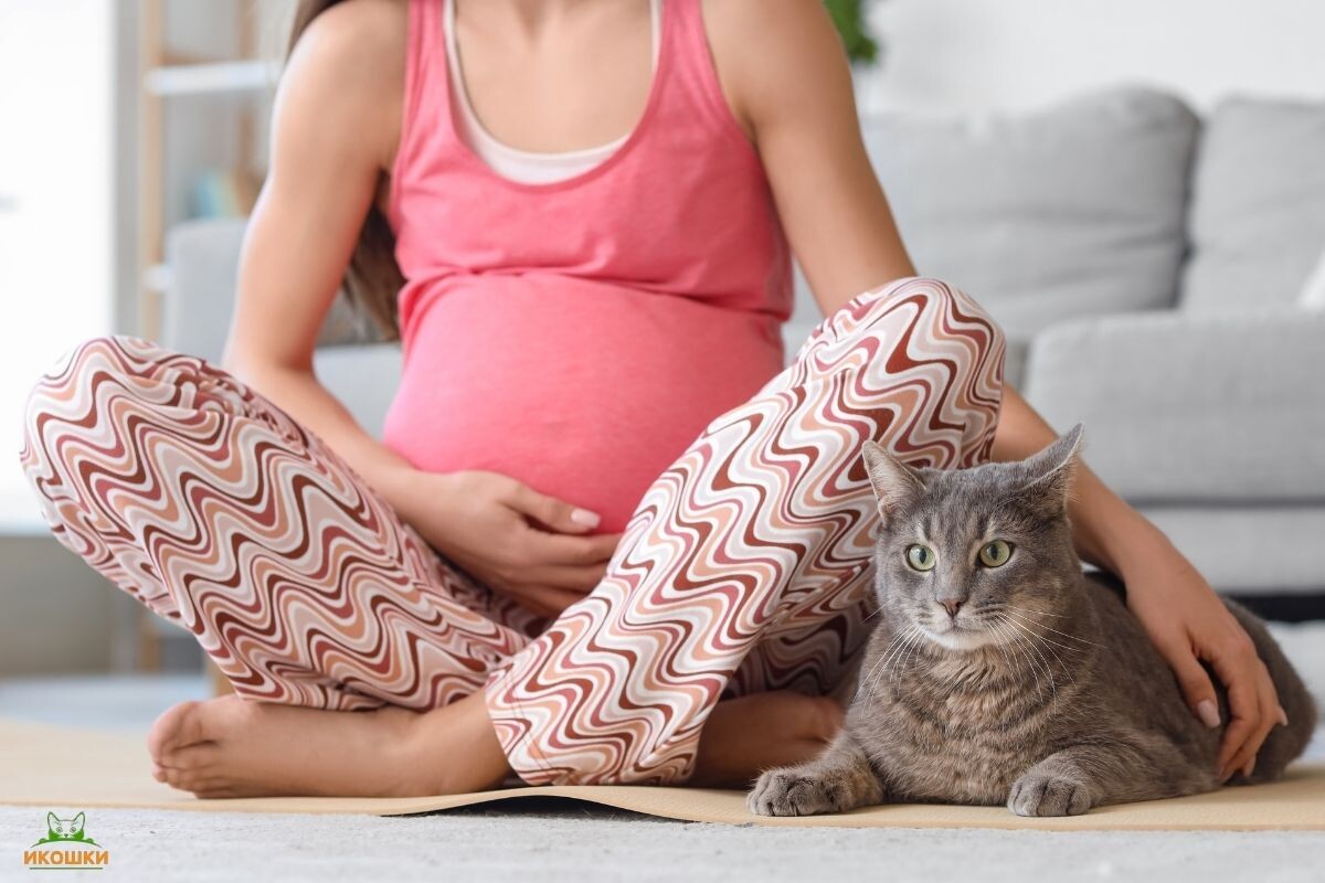 Можно ли беременной контактировать с кошкой