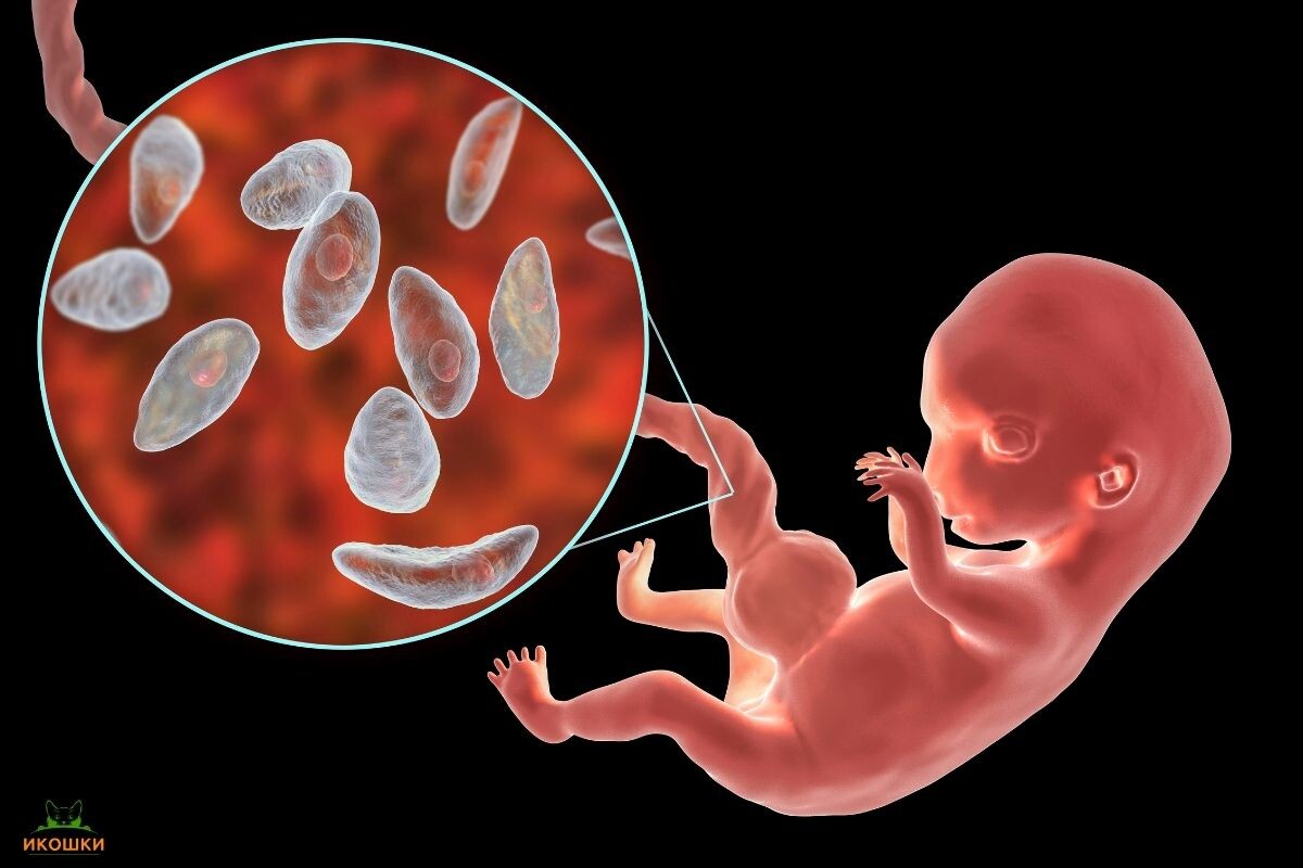 Опасна ли кошка при беременности