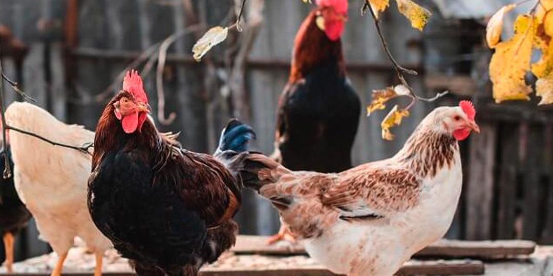 🐓 🍂 Осень - переходный период для птицы: световой день сокращается, меняется рацион, начинаются перепады температур.