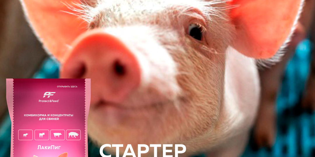 🐖 Правильное питание поросят в первые месяцы жизни закладывает основу здоровья и продуктивности свиней в будущем.