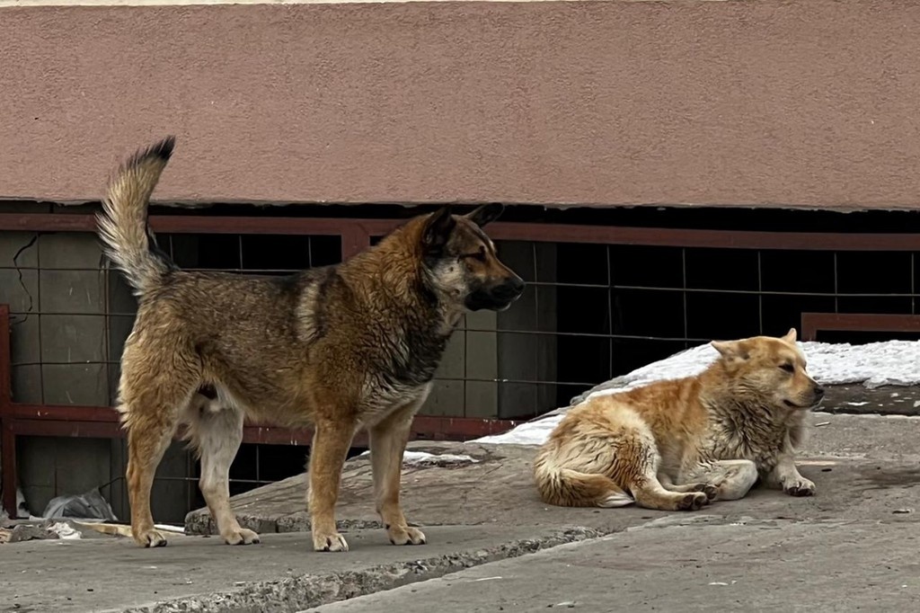    Фото © Telegram / СУ СК России по Чукотскому АО
