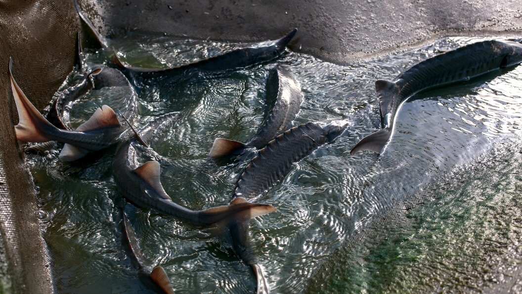    Фото: Elena Sikorskaya/Global Look Press/Globallookpress