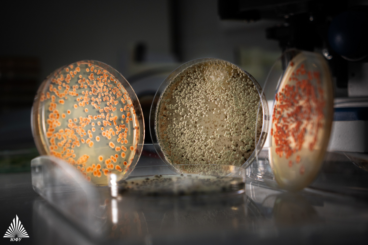 Фото: Центр общественных коммуникаций ЮФУ