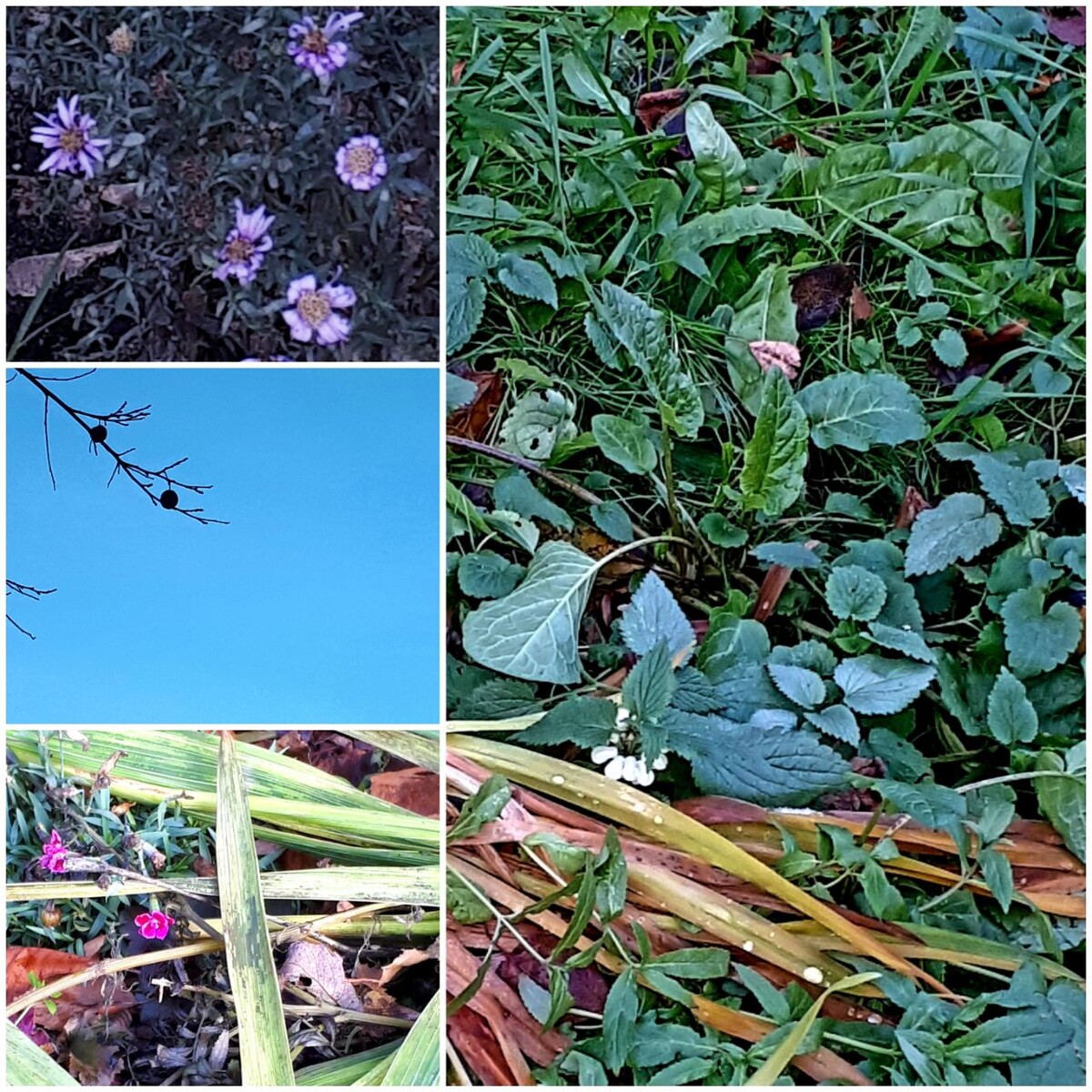 Коллаж автора статьи 20.11.2025г.