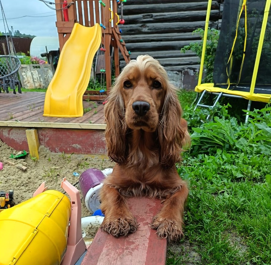 Фото из архива наших питомцев. Марфа.