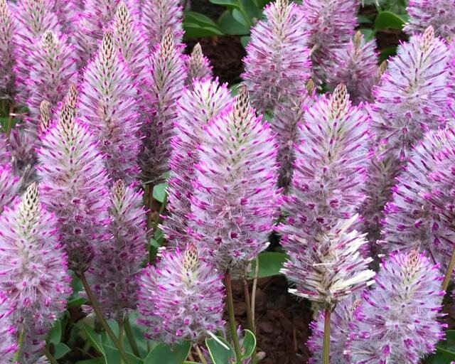 Фото из свободного доступа