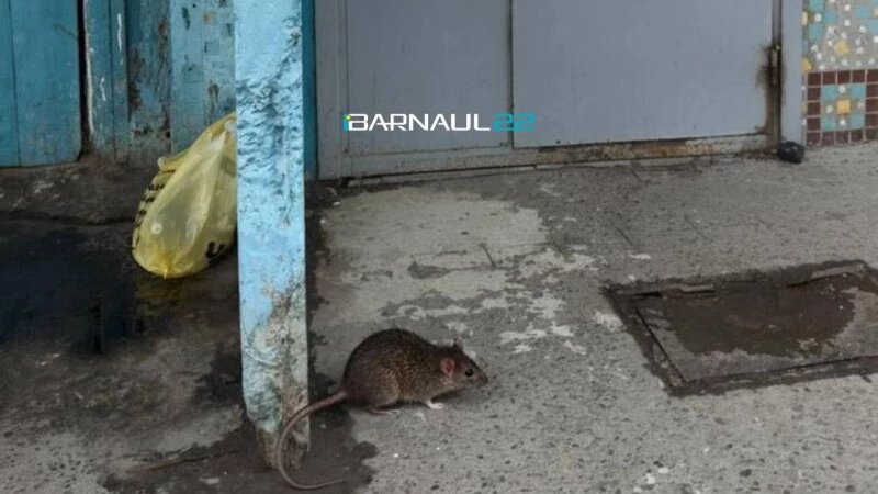     Крысы в барнаульской многоэтажке. Телеграм-канал «Барнаул 22»