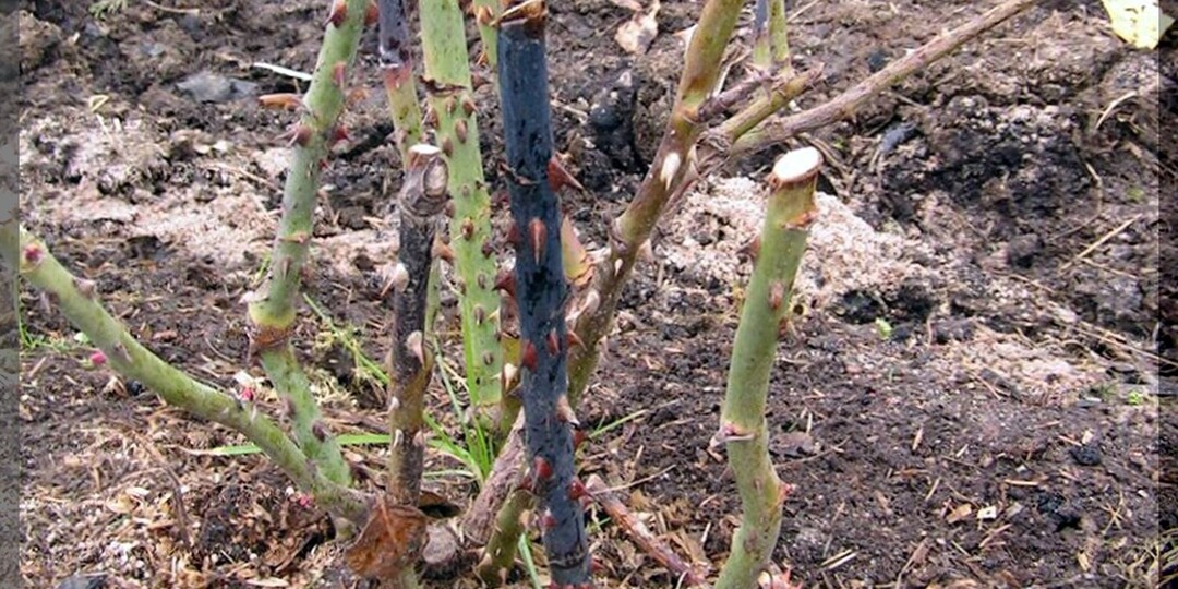 Почему зимой под укрытием погибают деревья и кустарники: глупые ошибки при укрытии, из-за которых растения вымокают, вымерзают, выпревают