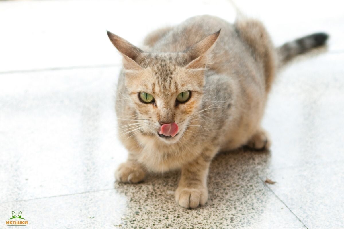 Кошка постоянно облизывается и причмокивает