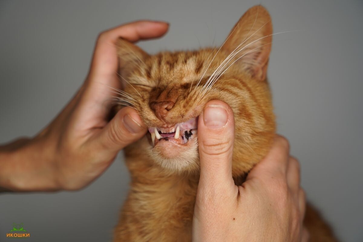 Кошачьи зубы 