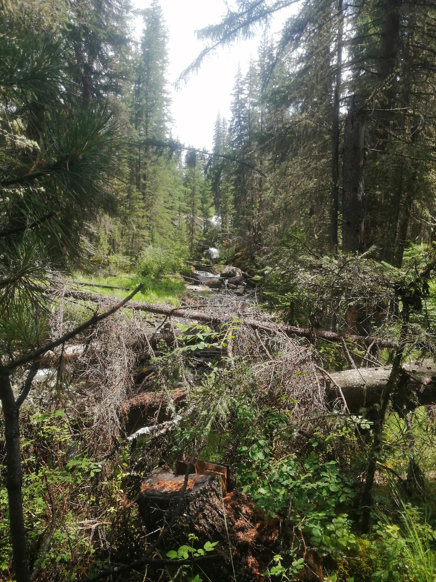 Где то в Алтайском лесу...