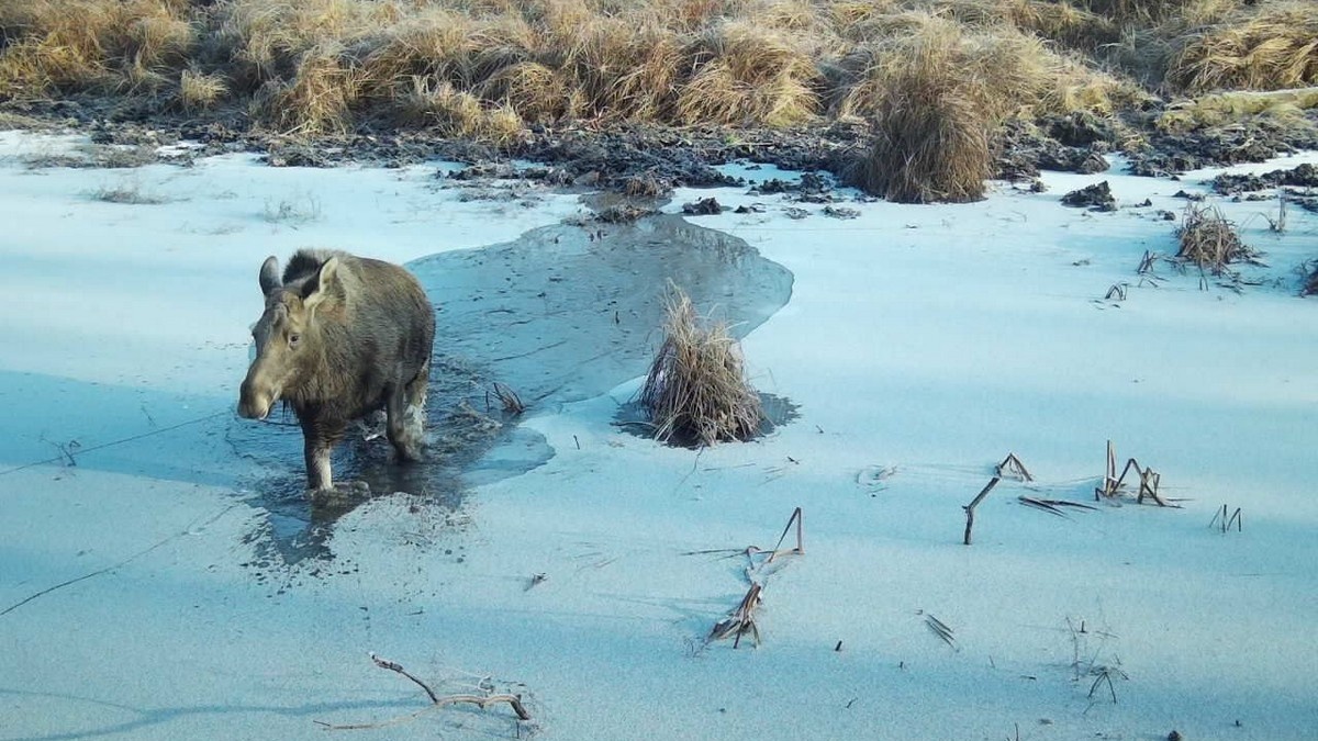 Фото: t.me/oksky_reserve