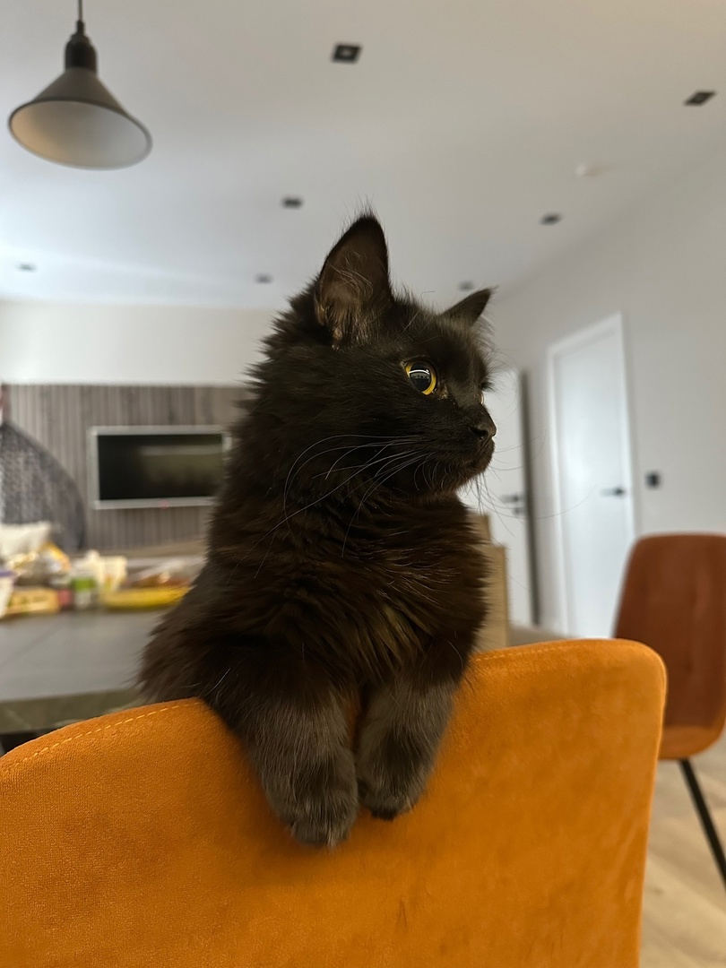 Кошка Черничка. Фото и кошка моей дочери.