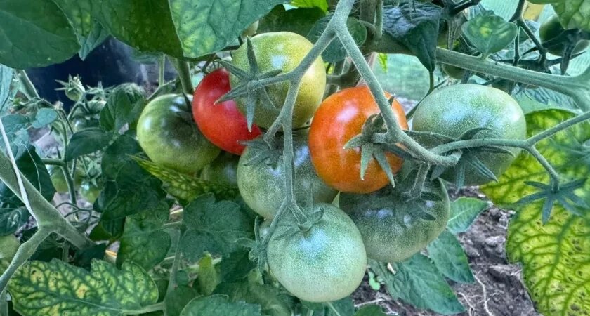    Вместо сотни стаканчиков сажаю томаты под зиму: весной рассада мощная — 3 метода осеннего посева