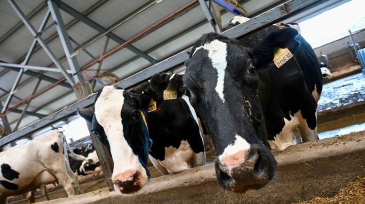    Фото: Минсельхоз Чувашской Республики