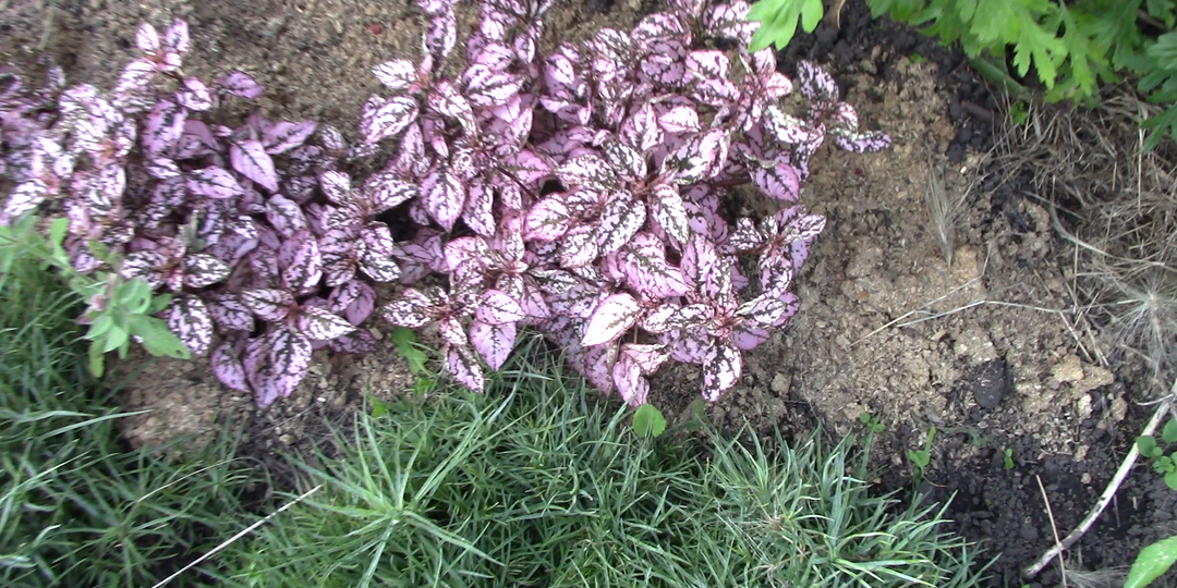 ЦВЕТОК В КРАПИНКУ из комнаты НА КЛУМБУ. ГИПОЭСТЕС