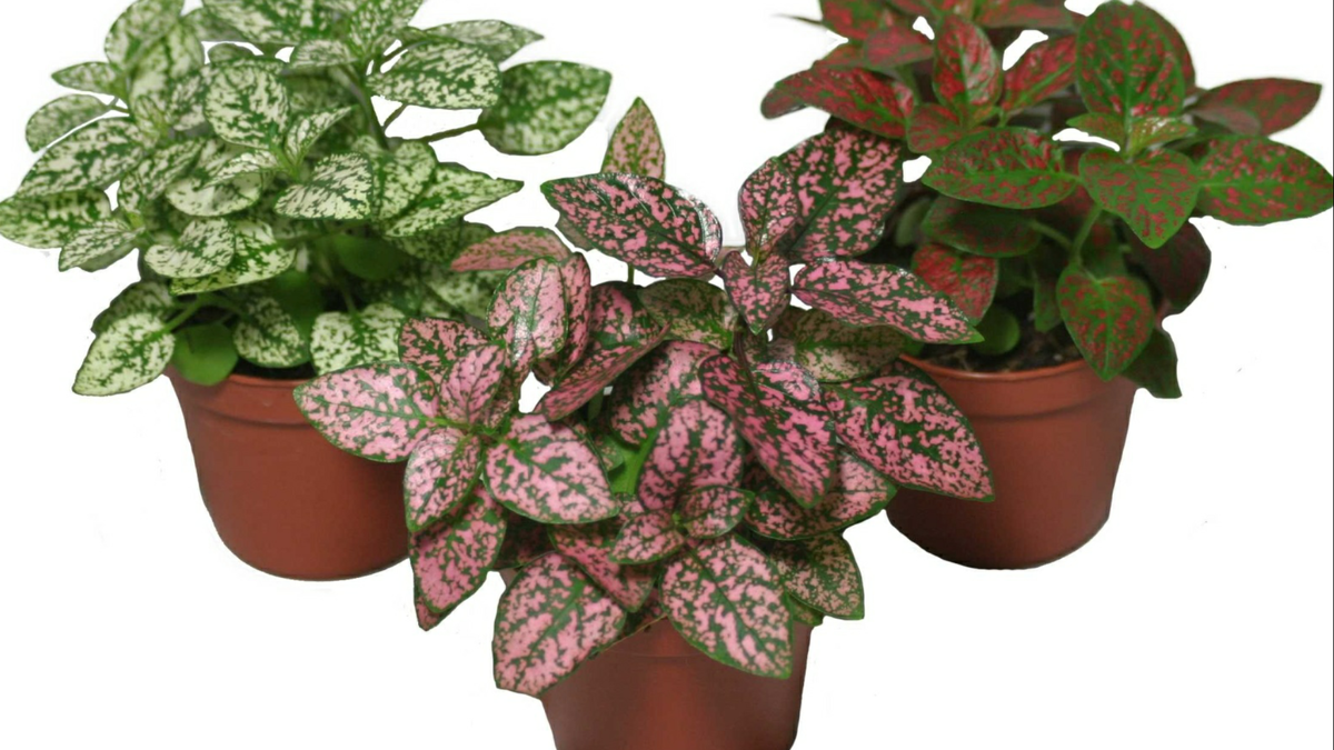 Фото из открытого источника