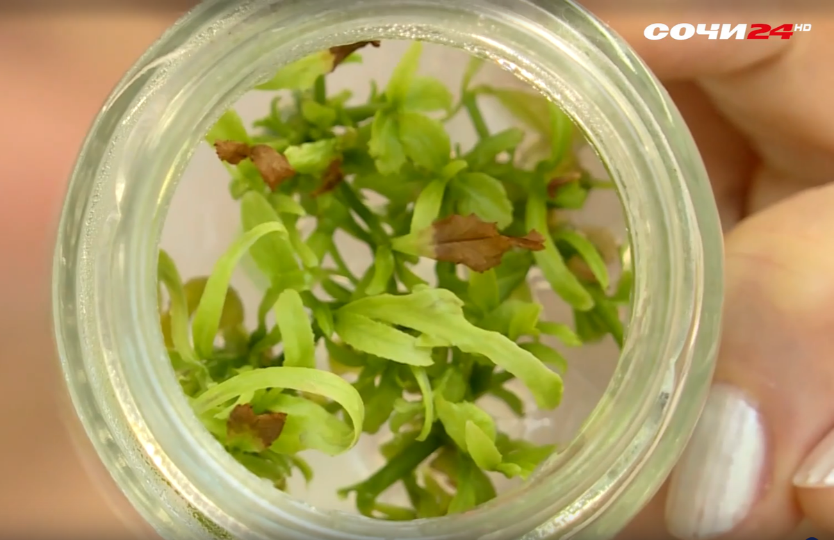    фото: Сочи 24