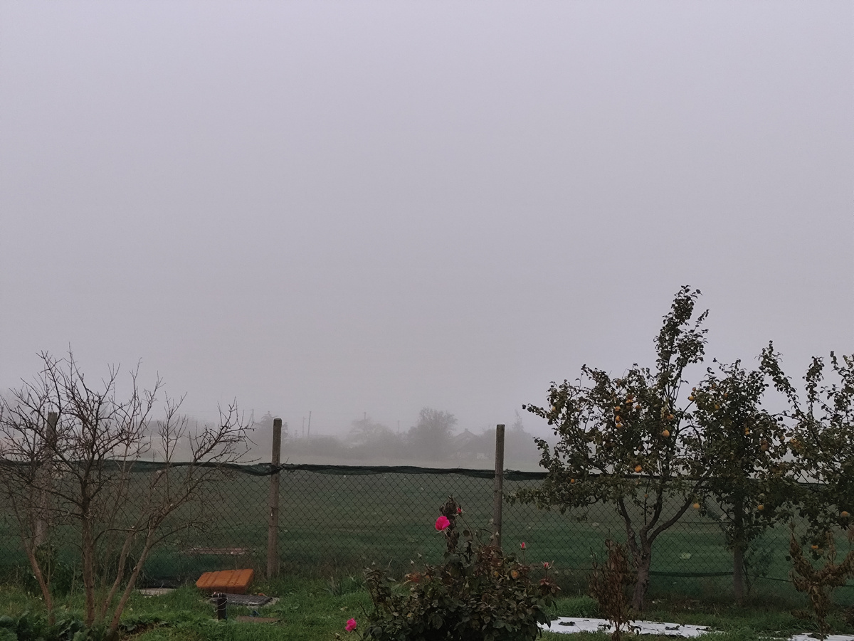 Алая роза на фоне тумана