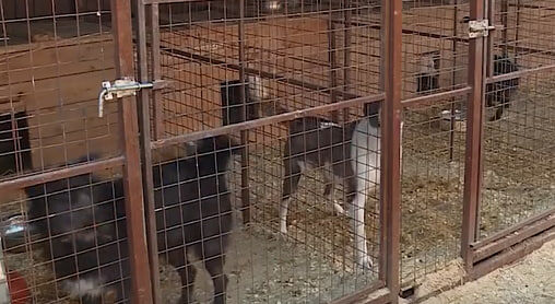     Узнали отношение красноярцев к принятому закону об усыплении бездомных животных