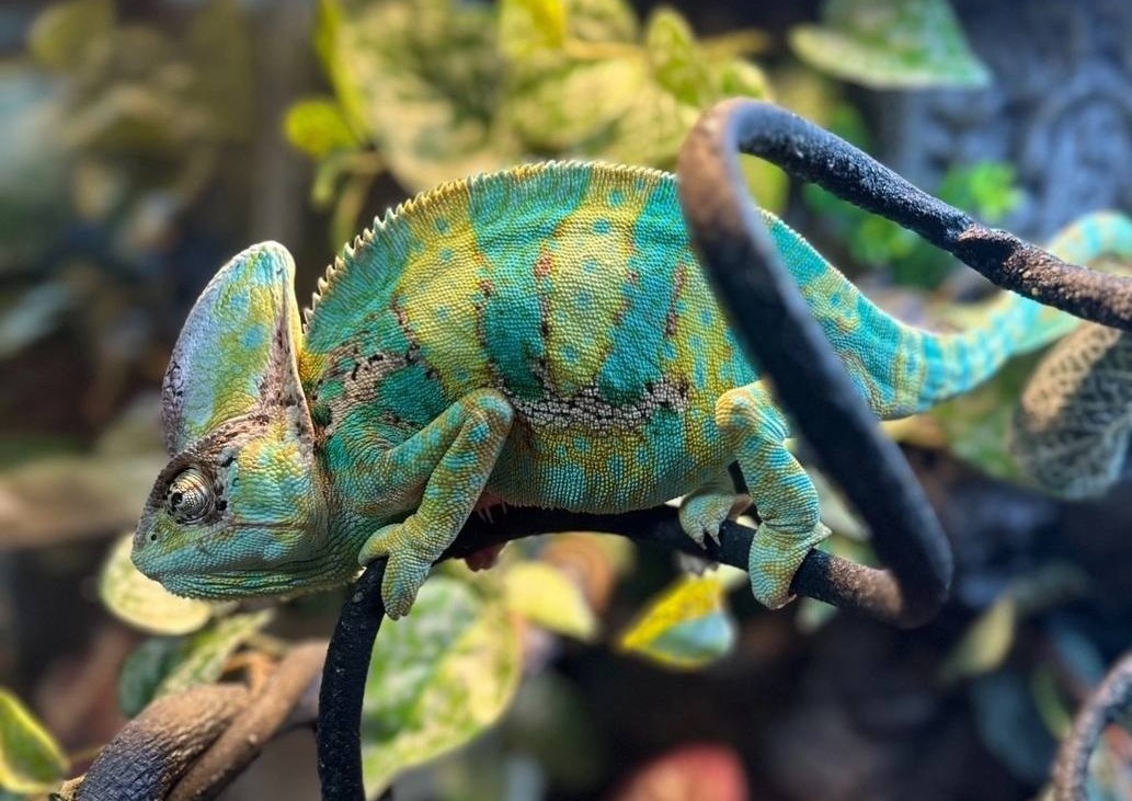 Йеменский хамелеон