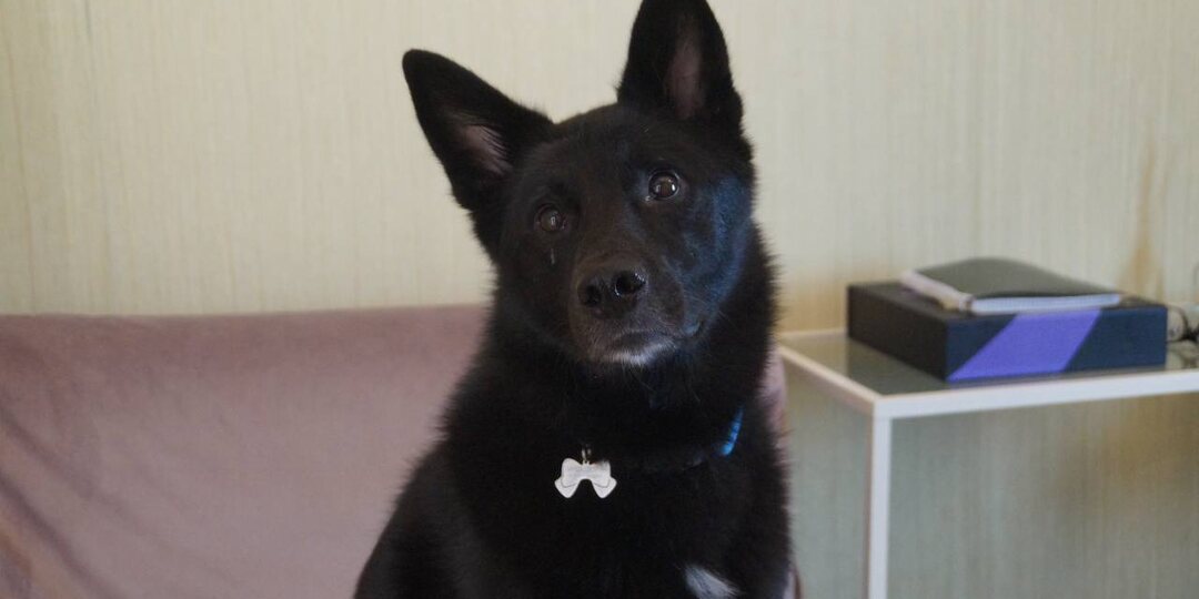 Этот пёс получает отказ от домашней жизни из-за того, что люди не готовы пойти с ним на собачью площадку, чтобы научиться общаться