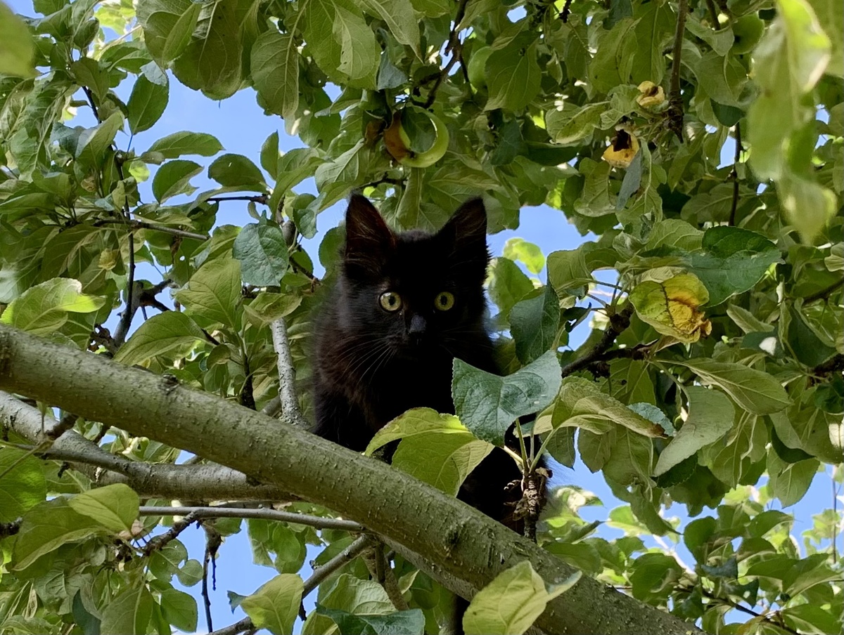 Лиза-подлиза