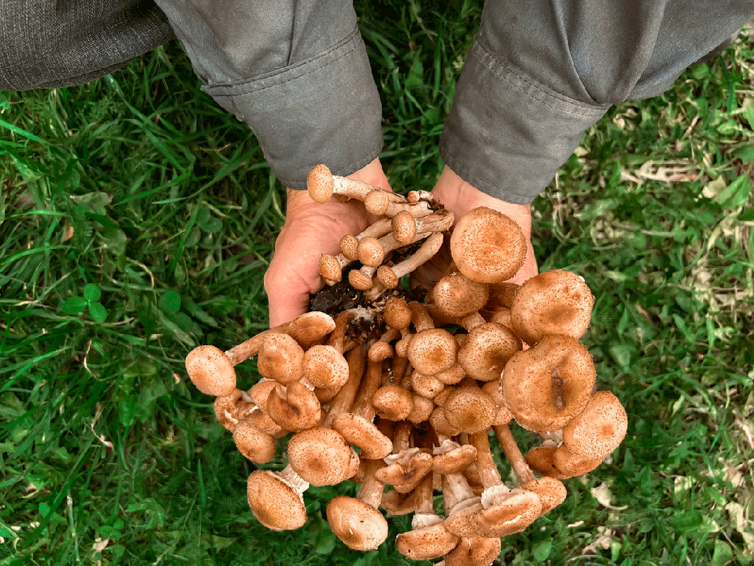    Фото: Nastya.ivs / Shutterstock.com